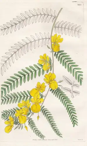 Cassia Glandulosa. Glandular-Leaved Cassia. Tab. 3435 - West-Indies / Pflanze Planzen plant plants / flower fl