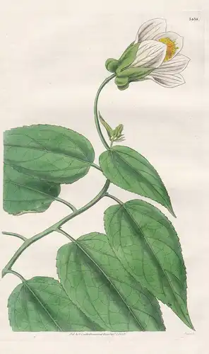 Sida Inaequalis. Oblique-leaved Sida. Tab. 3436 - Brasil Brazil Brasilien / Pflanze Planzen plant plants / flo