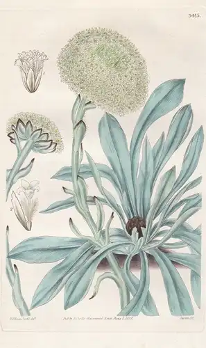Craspedia Macrocephala. Large-Headed Craspedia. Tab. 3415 - Australia Australien / Pflanze Planzen plant plant