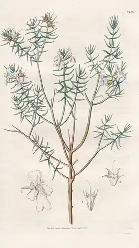 Westringia Eremicola. Desert Westringia. Tab. 3438 - Australia Australien / Pflanze Planzen plant plants / flo