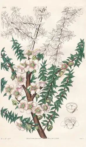 Leptospermum Scoparium; var. grandiflorum. Rigid-Leaved Leptospermum; large-flowered var. Tab. 3419 - Australi
