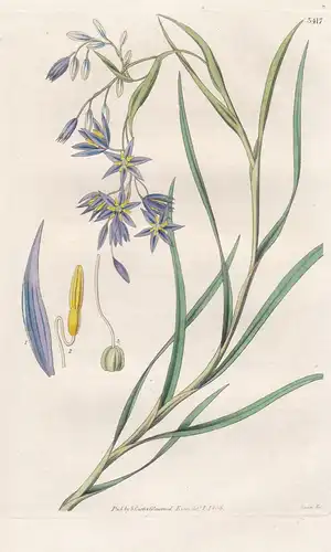 Stypandra Propinqua. Slender, Azure-Flowered Stypandra. Tab. 3417 - Australia Australien / Pflanze Planzen pla