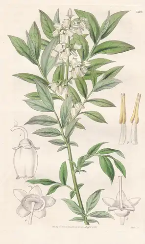 Vaccinium Albiflorum. White-Flowered Whortle-Berry. Tab. 3428 - North America Nordamerika / Pflanze Planzen pl