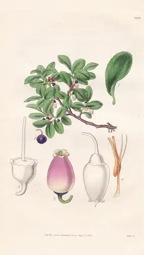 Vaccinium Caespitosum. Dwarf Tufted Whortle-Berry. Tab. 3429 - Canada Kanada / Pflanze Planzen plant plants /