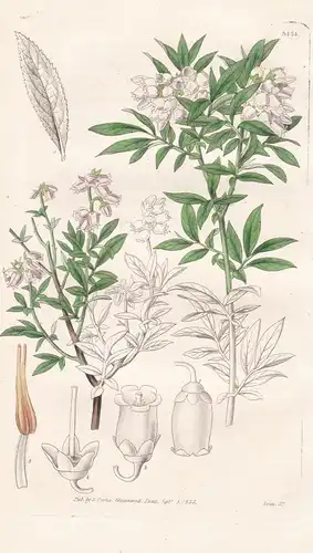 Vaccinium Pennsylvanicum. Small Willow-Leaved Whortle-Berry. Tab. 3434 - North America Nordamerika / Pflanze P