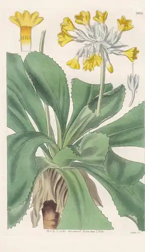 Primula Palinuri. Palinurian Primrose. Tab. 3414 - Pflanze Planzen plant plants / flower flowers Blume Blumen