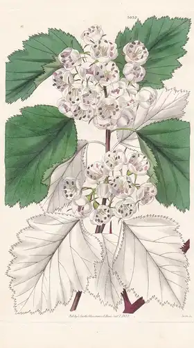 Crataegus Coccinea. Large-Flowered American Whitethorn. Tab. 3432 - North America Nordamerika / Pflanze Planze