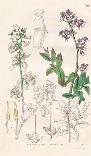 Vaccinium Corymbosum. Many-Flowered Whortle-Berry. Tab. 3433 - North America Nordamerika / Pflanze Planzen pla
