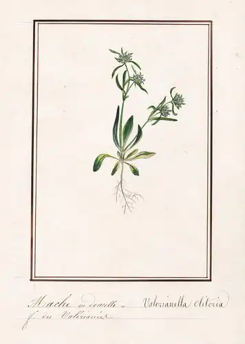 Mache a doucette / Valerianella olitozia - Feldsalat / Botanik botany / Blume flower / Pflanze plant
