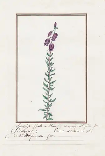 Bruyere / Erica Daboecia - Irische Glockenheide / Botanik botany / Blume flower / Pflanze plant