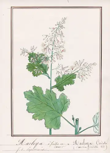 Macleya a feuilles en coer / Macleya Cordata - Weißlichblühender Federmohn / Botanik botany / Blume flower / P