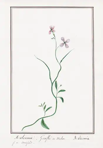 Malcomie, Giroffe de Mahon / Malcomia - Botanik botany / Blume flower / Pflanze plant