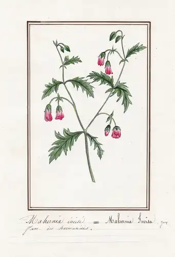 Mahernia incise / Mahernia incisa - Botanik botany / Blume flower / Pflanze plant