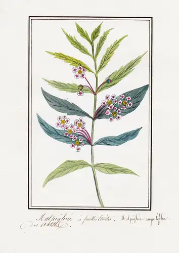 Malphigia a feuilles etroites / Malphigia angustifolia - Botanik botany / Blume flower / Pflanze plant