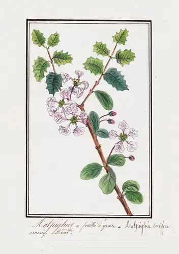 Malphigier a feuilles d'yeuse / Malphigia coccigera - Zimmer Bonsai-Kirsche / Botanik botany / Blume flower /