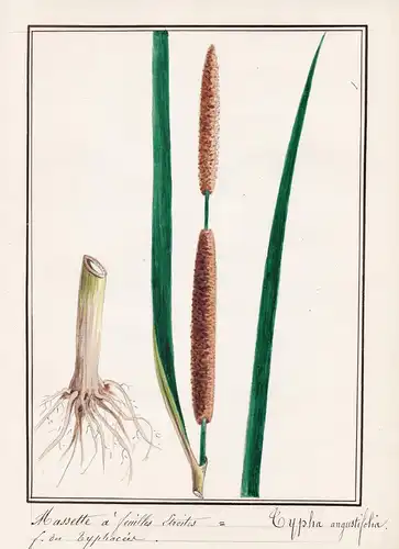 Masette a feuilles etroites / Typha angustifolia - Schmalblättriger Rohrkolben / Botanik botany / Blume flower