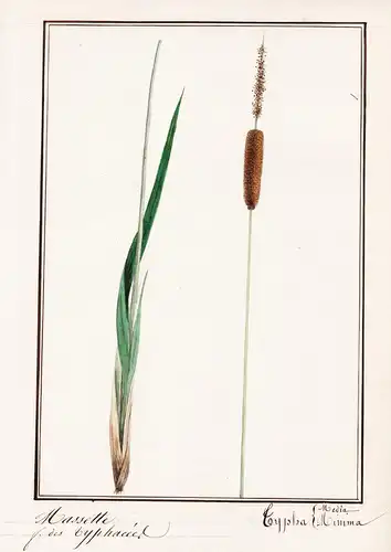 Masette / Typha Minima - Kleiner Rohrkolben / Botanik botany / Blume flower / Pflanze plant