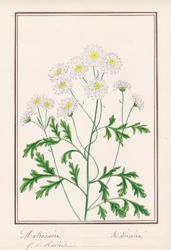 Matricaire / Matricaria - Kamille / Botanik botany / Blume flower / Pflanze plant
