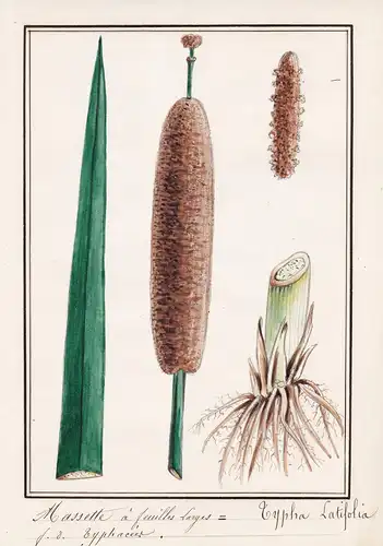 Masette a feuilles larges / Typha Latifolia - Breitblättriger Rohrkolben / Botanik botany / Blume flower / Pfl