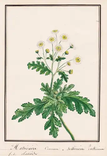 Matricaire Commune / Matricaria Parthenium - Mutterkraut / Botanik botany / Blume flower / Pflanze plant