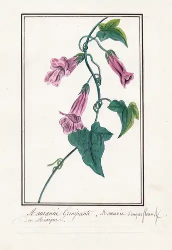 Maurandie Grimpante / Maurania Semperflorens - Botanik botany / Blume flower / Pflanze plant