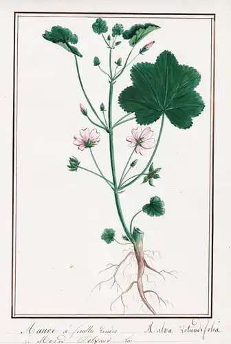 Mauve a feuilles rondes / Malva rotundifolia - kleinblütige Malve / Botanik botany / Blume flower / Pflanze pl