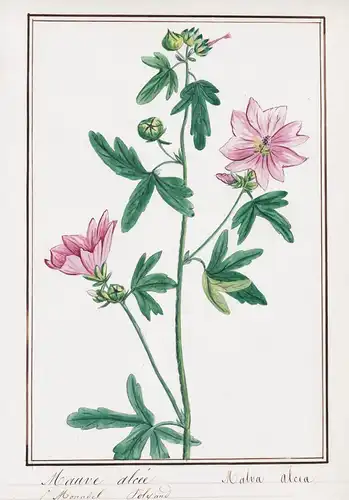 Mauve alcee / Malva alcea - Rosen-Malve / Botanik botany / Blume flower / Pflanze plant