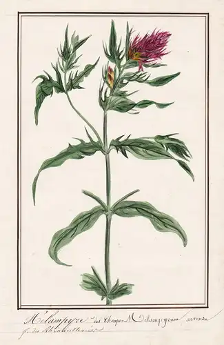 Melampyre des Champs / Melampyrum arvense - Acker-Wachtelweizen / Botanik botany / Blume flower / Pflanze plan