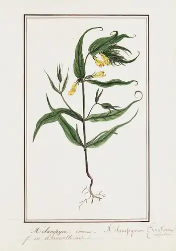 Melamphyre Commun / Melampyrum vulgatum - Wiesen-Wachtelweizen / Botanik botany / Blume flower / Pflanze plant