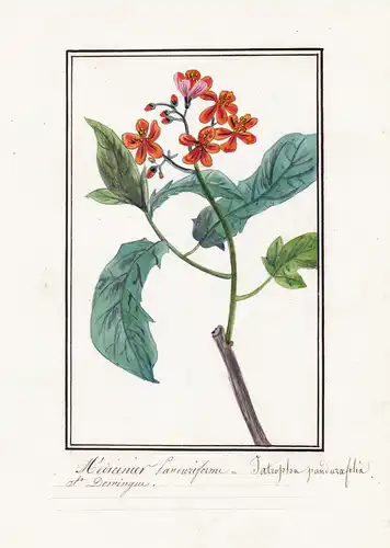 Medicinier Panduriforme / Jatropha panduraefolia - Korallenstrauch / Botanik botany / Blume flower / Pflanze p