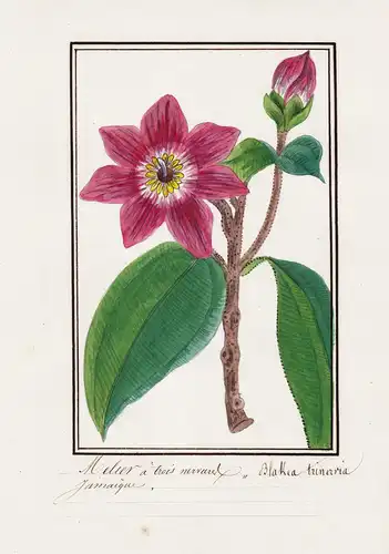 Melier a trois nervarel / Blakea trinervial - Jamaican Rose / Jameica / Botanik botany / Blume flower / Pflanz