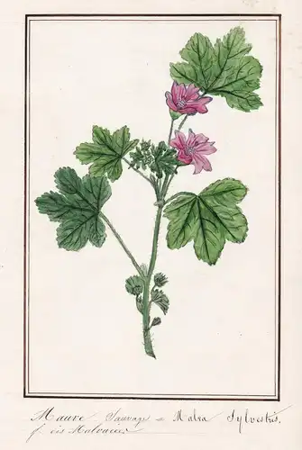 Mauve sauvage / Malva sylvestris - Wilde Malve / Botanik botany / Blume flower / Pflanze plant
