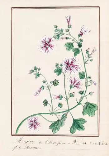 Mauve de l'Ile de France / Malva Mauritiana - Mauretanische Malve / Botanik botany / Blume flower / Pflanze pl