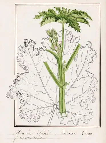 Mauve Prisee / Malva Crispus - Malve / Botanik botany / Blume flower / Pflanze plant