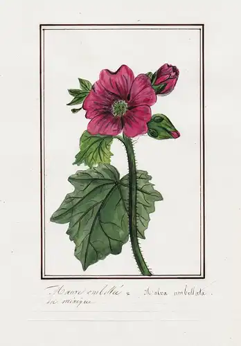 Mauve embellee / Malva umbellata - Malve / Botanik botany / Blume flower / Pflanze plant