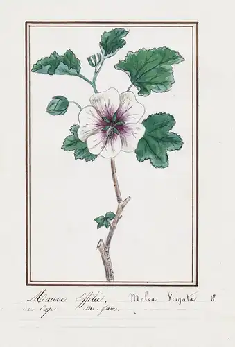 Mauve effilee / Malva virgata - Malve / Botanik botany / Blume flower / Pflanze plant