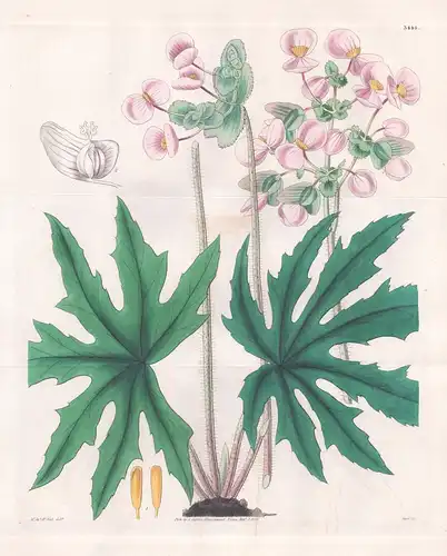 Begonia Heracleifolia. Cow-Parsnep-Leaved Begonia. Tab. 3444 - Mexico Mexiko / Pflanze Planzen plant plants /