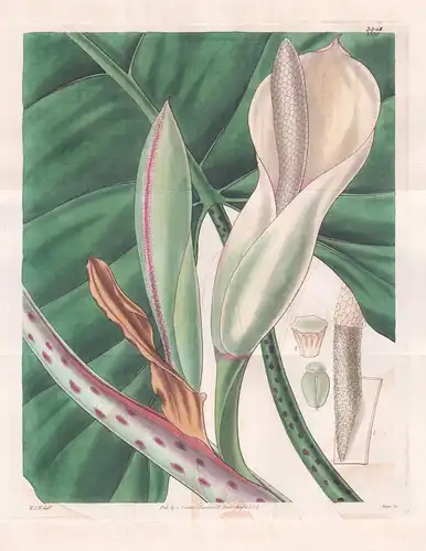 Caladium Grandiflorum. Large-Leaved Caladium, or Indian Kale. Tab. 3345 - Pflanze Planzen plant plants / flowe