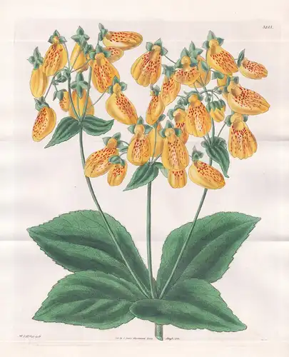 Calceolaria Crenatiflora. Crenate-Flowered Slipperwort. Tab. 3255 - Chile / Pflanze Planzen plant plants / flo