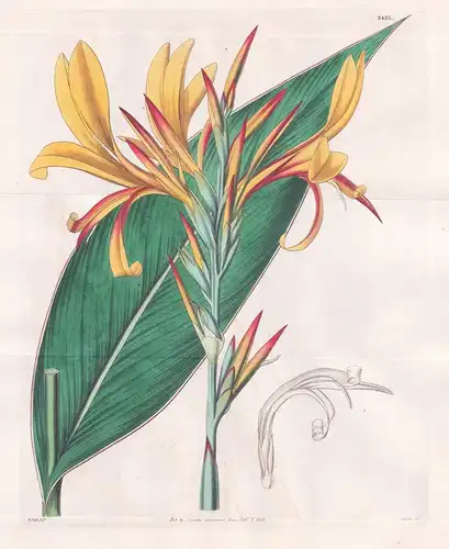 Canna Glauca, rubro-lutea. Glaucous-Leaved Indian-Reed; reddish yellow-flowered var. Tab. 3437 - Pflanze Planz