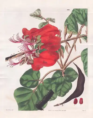 Erythrina Velutina. Velvety Erythrina. Tab. 3227 - Pflanze Planzen plant plants / flower flowers Blume Blumen