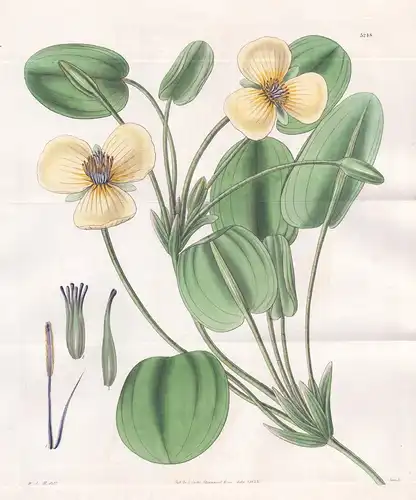 Limnocharis Humboldtii. Humboldt's Limnocharis. Tab. 3248 - Argentina Argentinien / Pflanze Planzen plant plan