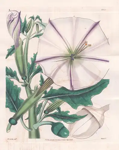 Datura Ceratocaula. Horn-Stemmed Stramonium. Tab. 3352 - Cuba Kuba / Pflanze Planzen plant plants / flower flo