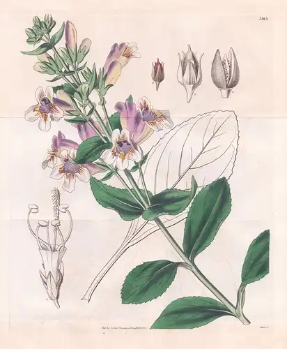Pentstemon Cobaea. Cobaea-Flowered Pentstemon. Tab. 3465 -  Texas / Pflanze Planzen plant plants / flower flow