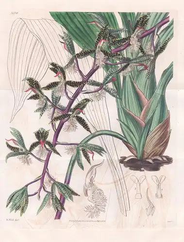 Myanthus Barbatus; var. labello albo. Bearded Flywort; white-lipped var. Tab. 3514 -  Guyana / Orchidee orchid