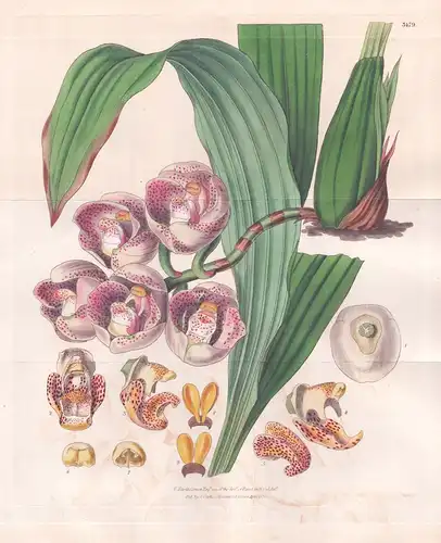 Peristeria Pendula. Pendulous Dove-Flower. Tab. 3479 -  Guyana / Orchidee orchid / Pflanze Planzen plant plant
