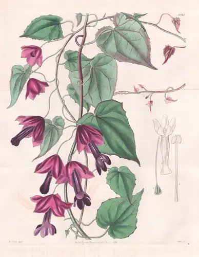 Rhodochiton Volubile. Twining Rhodochiton. Tab. 3367 - Mexico Mexiko / Pflanze Planzen plant plants / flower f