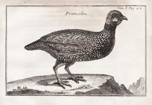 Francolin - Francolins / Vögel birds Vogel bird oiseaux