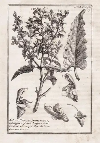 Salvia cretica, frutescens, pomifera... - sage Salbei / herbs Kräuter / Botanik botanical botany