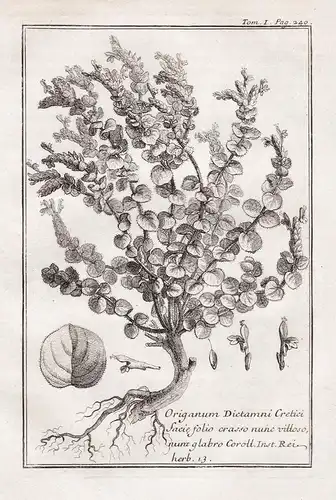 Origanum Dictamni Cretici... - Oregano / Kräuter herbs / Botanik botanical botany